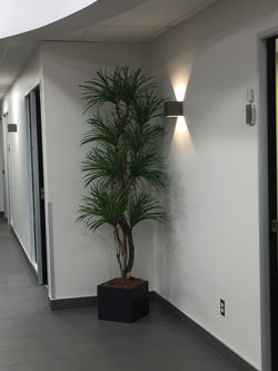 Rain Tree in a black square planter