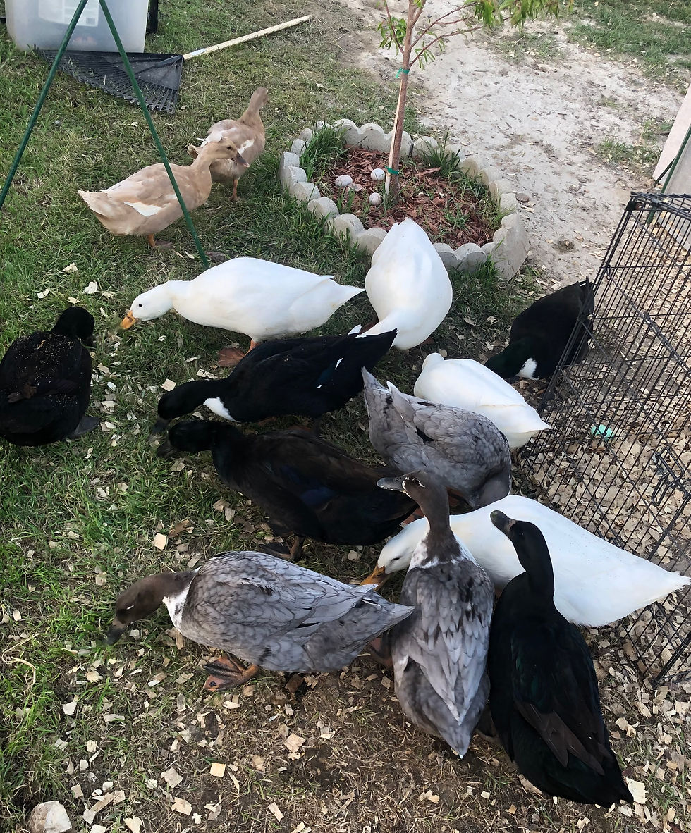 ducks.2.jpeg