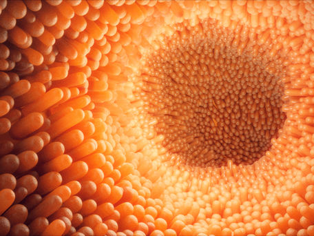 How Can a Herbalist Help My Gut?