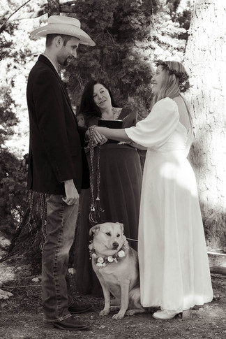 utah wedding elopement photographer, utah wedding, utah elopement, utah elopement officiant, utah mountain top wedding, utah forest wedding