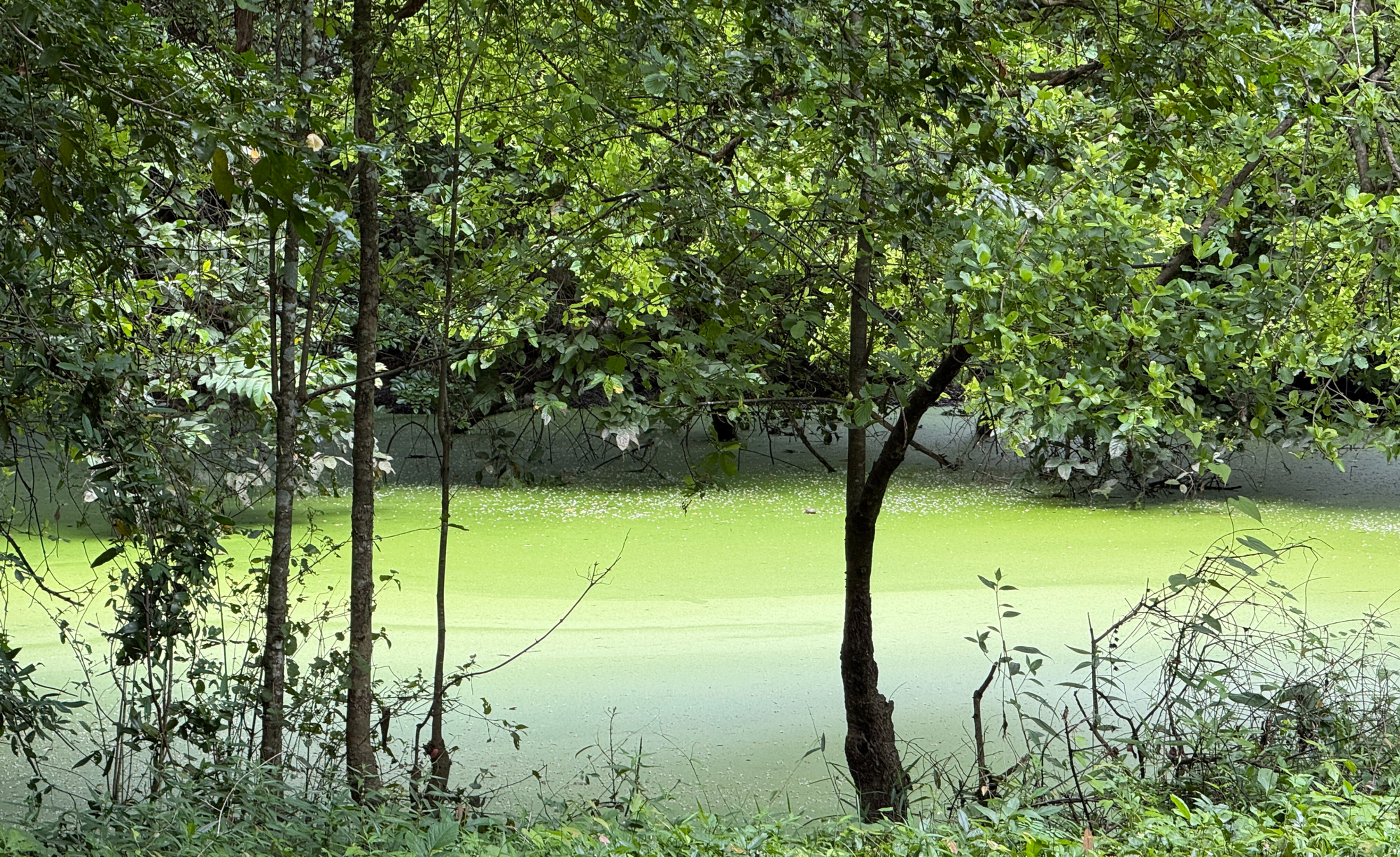 Ein Giftgrüner Teich/Tümpel hinter dem Tempel