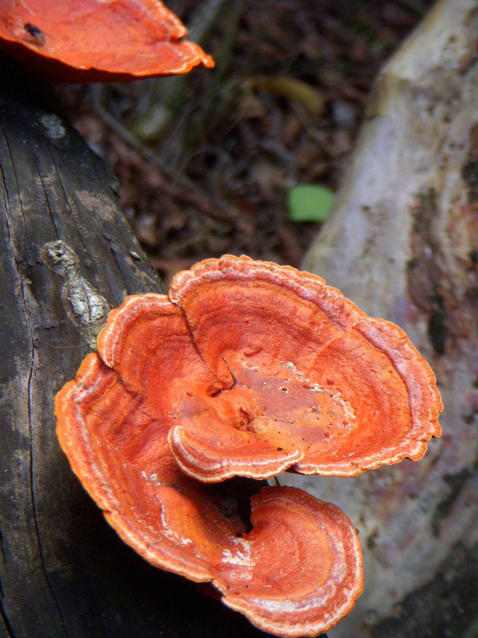 Swaziland_Milwane_HippoTrail_TreeFungus 2010-12-21 10-24-24 AM.JPG