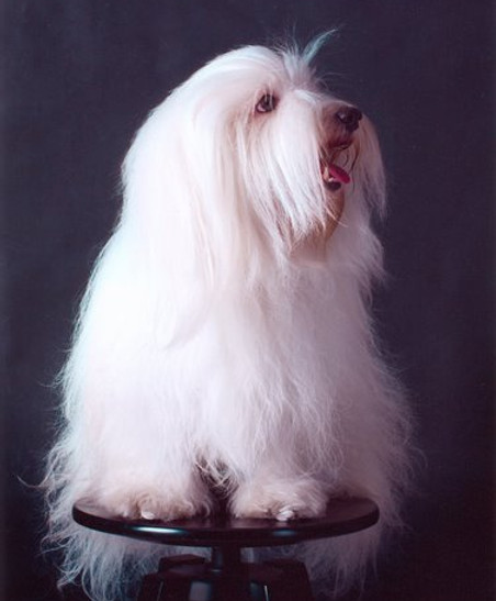 flamencoton boolero.jpg