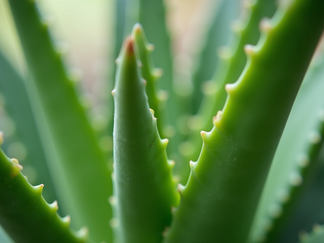 Transform Your Skin with Nature’s Best Botanical Skincare