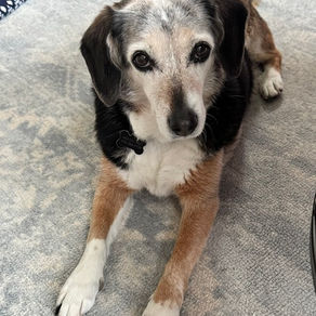 An elderly beagle lying on a rug 