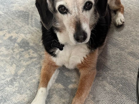An elderly beagle lying on a rug