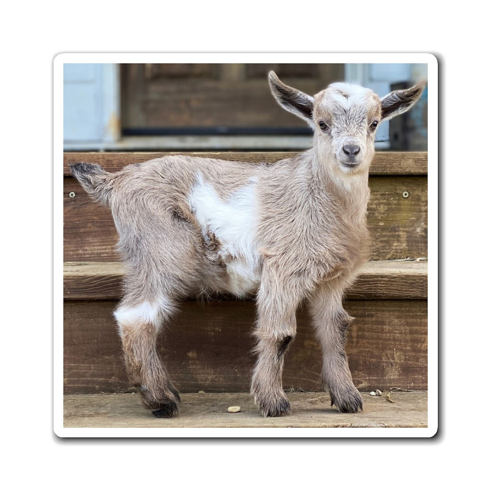Thumbnail: Butterbean Fridge Magnet