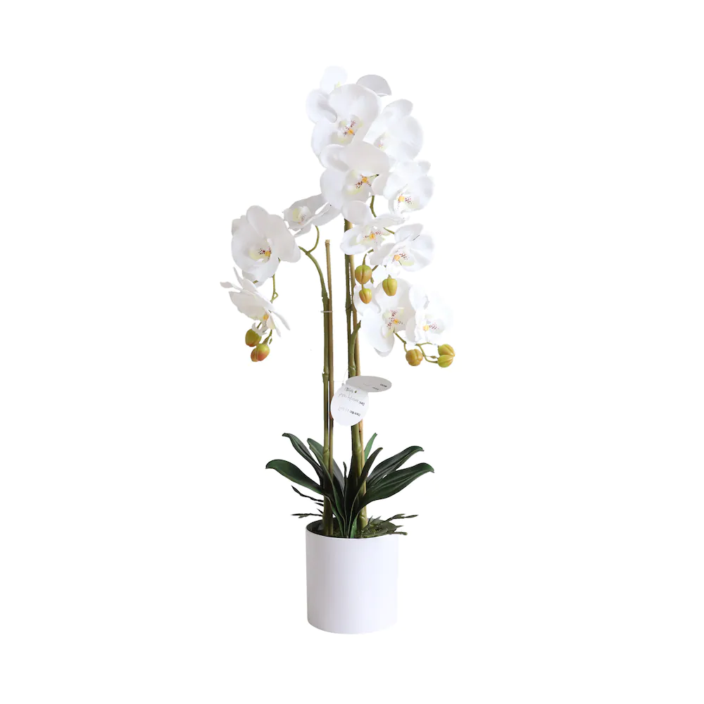 Phalaenopsis Orchid $59