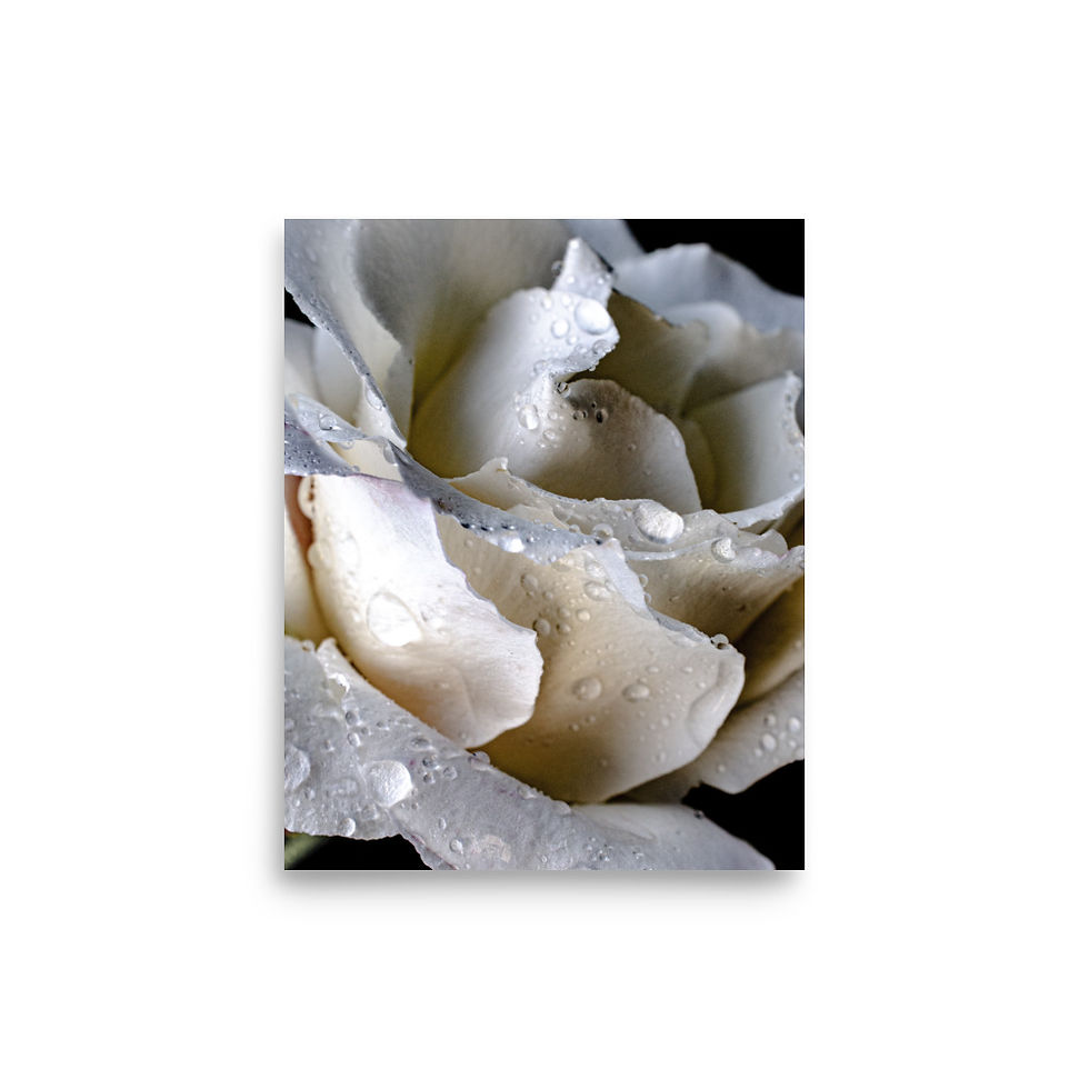 Miniatura: Petal Kiss, Wall Art