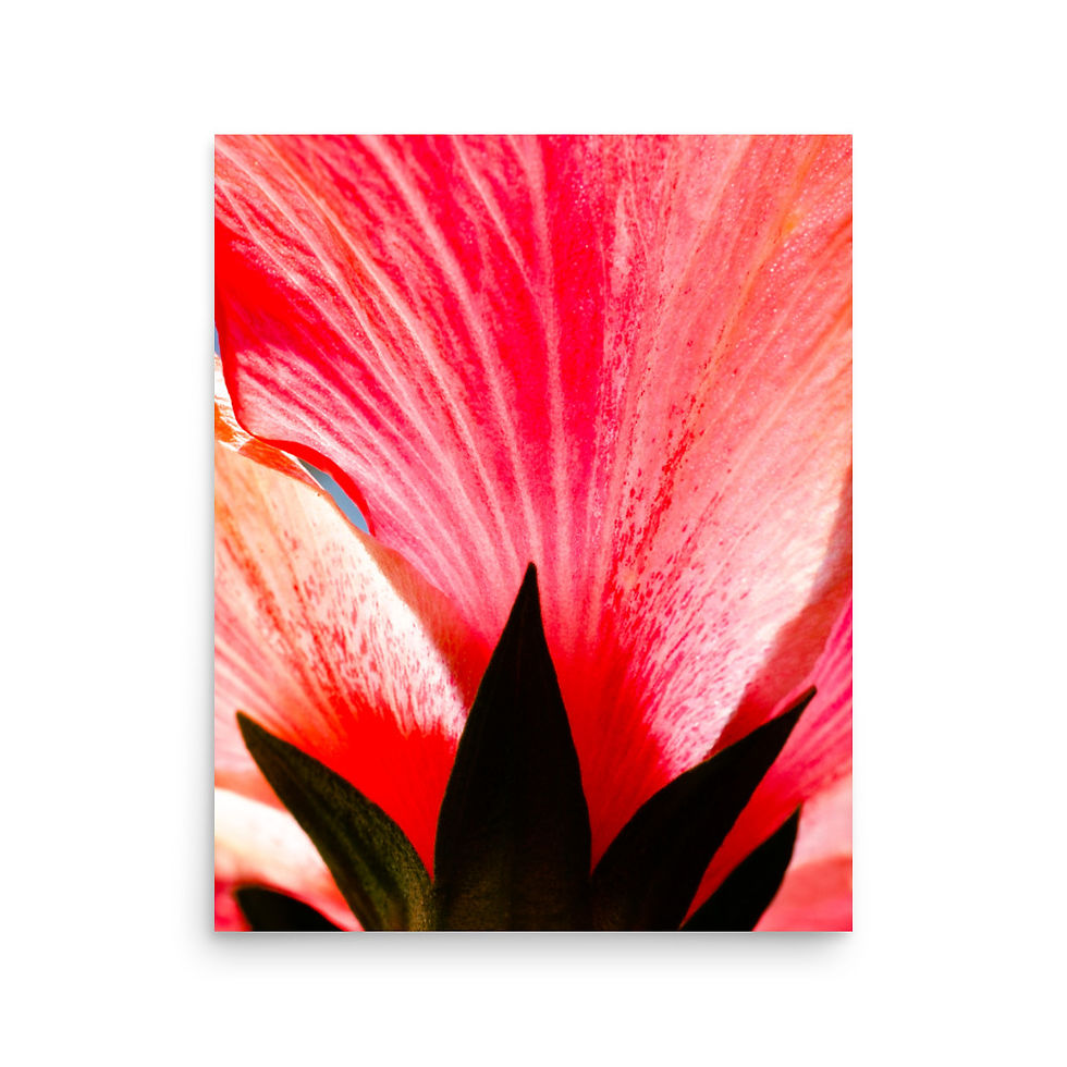 Miniatura: Art Deco Hibisco, Arte de la pared