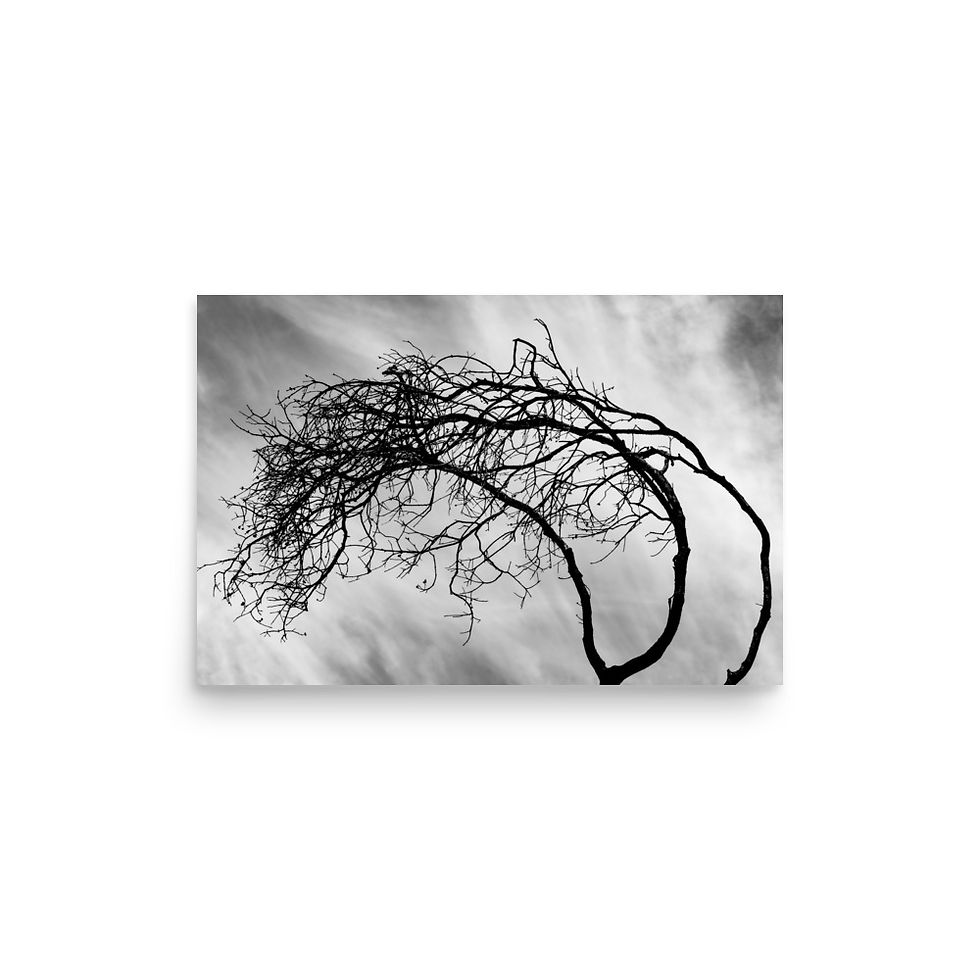 Thumbnail: Bent Not Broken, Wall Art