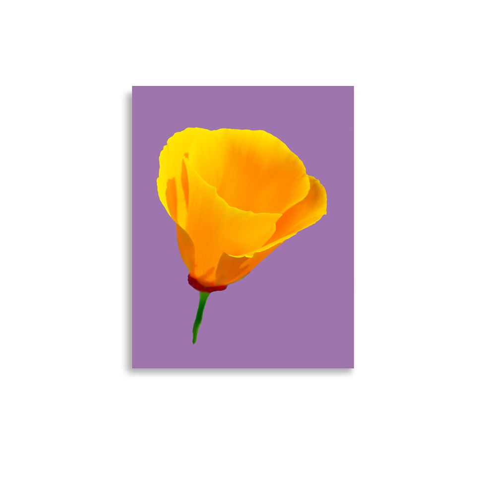 Miniatura: Amapola en morado, arte de pared