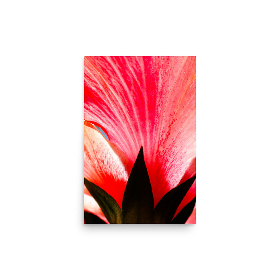 Miniatura: Art Deco Hibisco, Arte de la pared