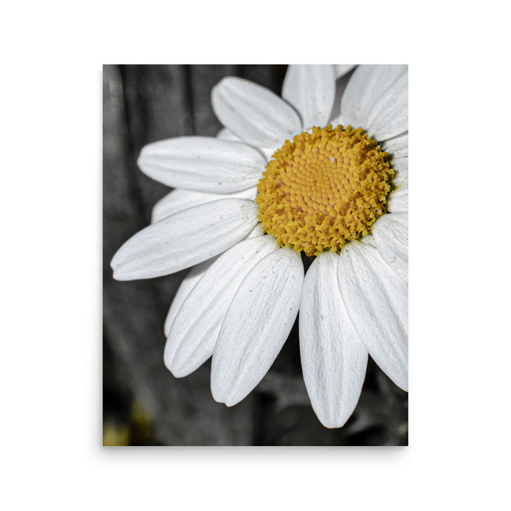 Daisy See, Wall Art