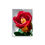 Thumbnail: Hibiscus With Friend, Wall Art
