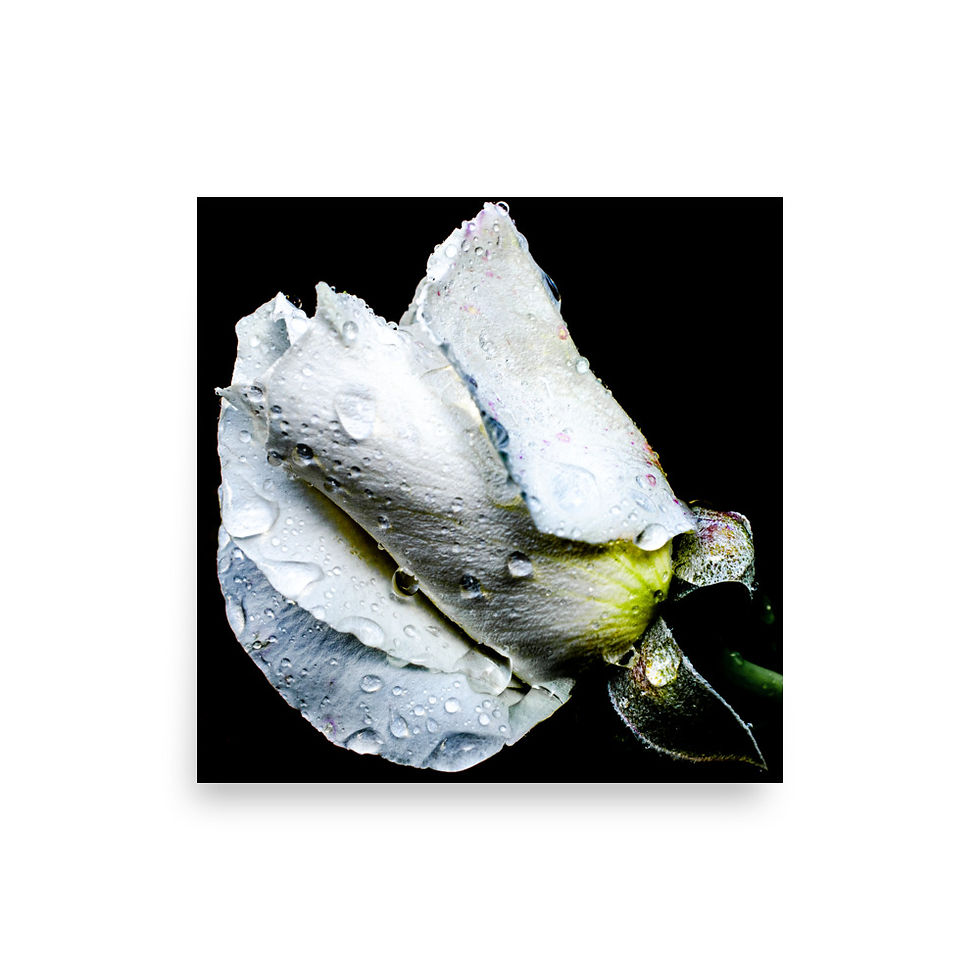 Miniatura: Petal Shy, Wall Art