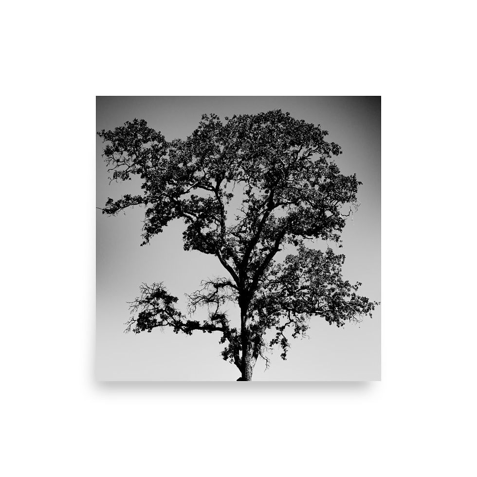 Thumbnail: Lonely Tree, Wall Art