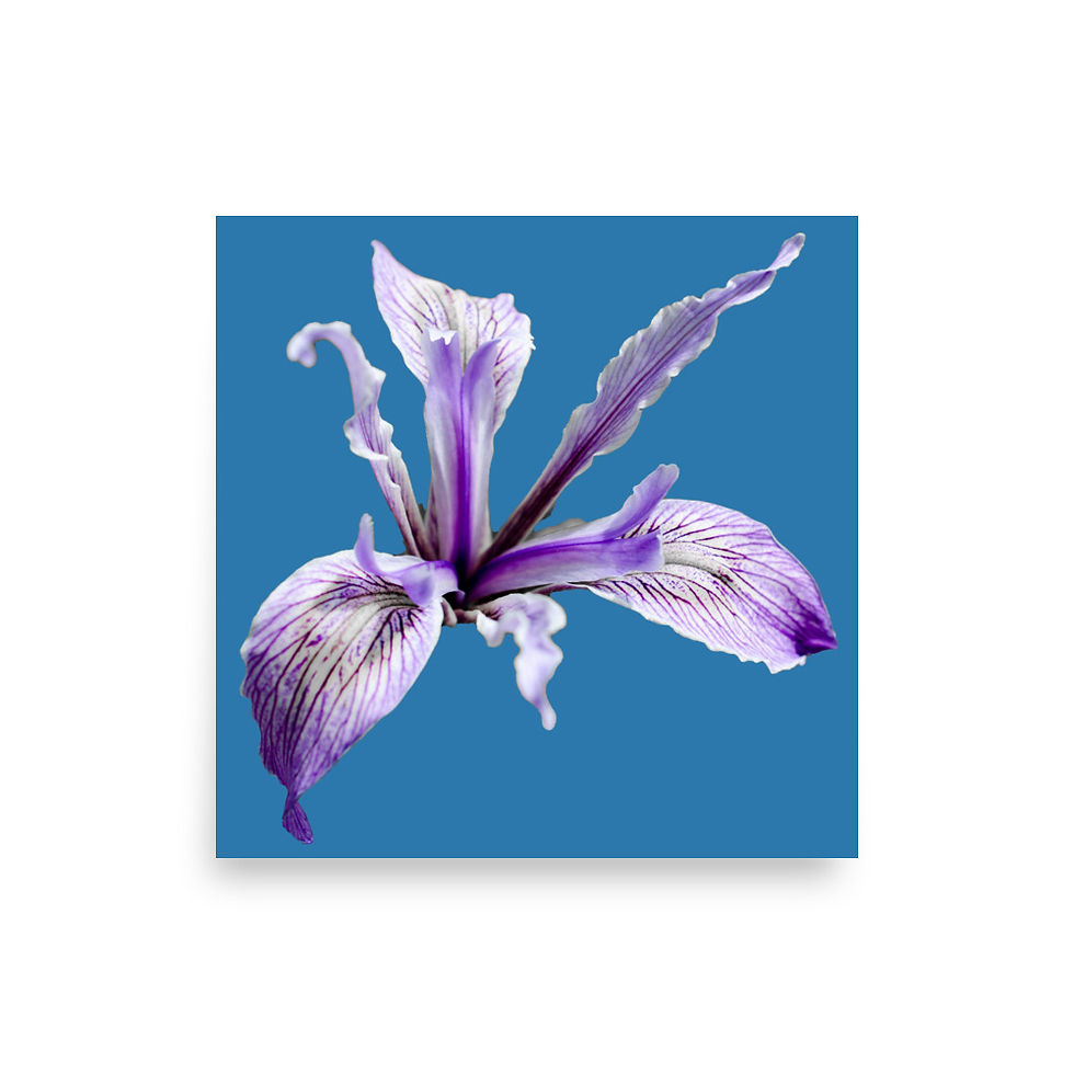 Thumbnail: Spring Flower In Blue, Wall Art