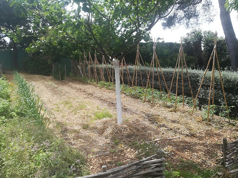 34 paillage paille.jpg