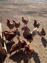 Chickens.jpeg