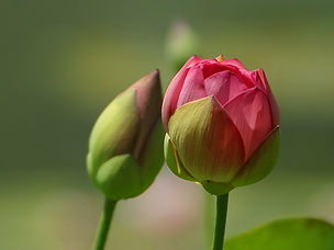 Finding your voice through counseling