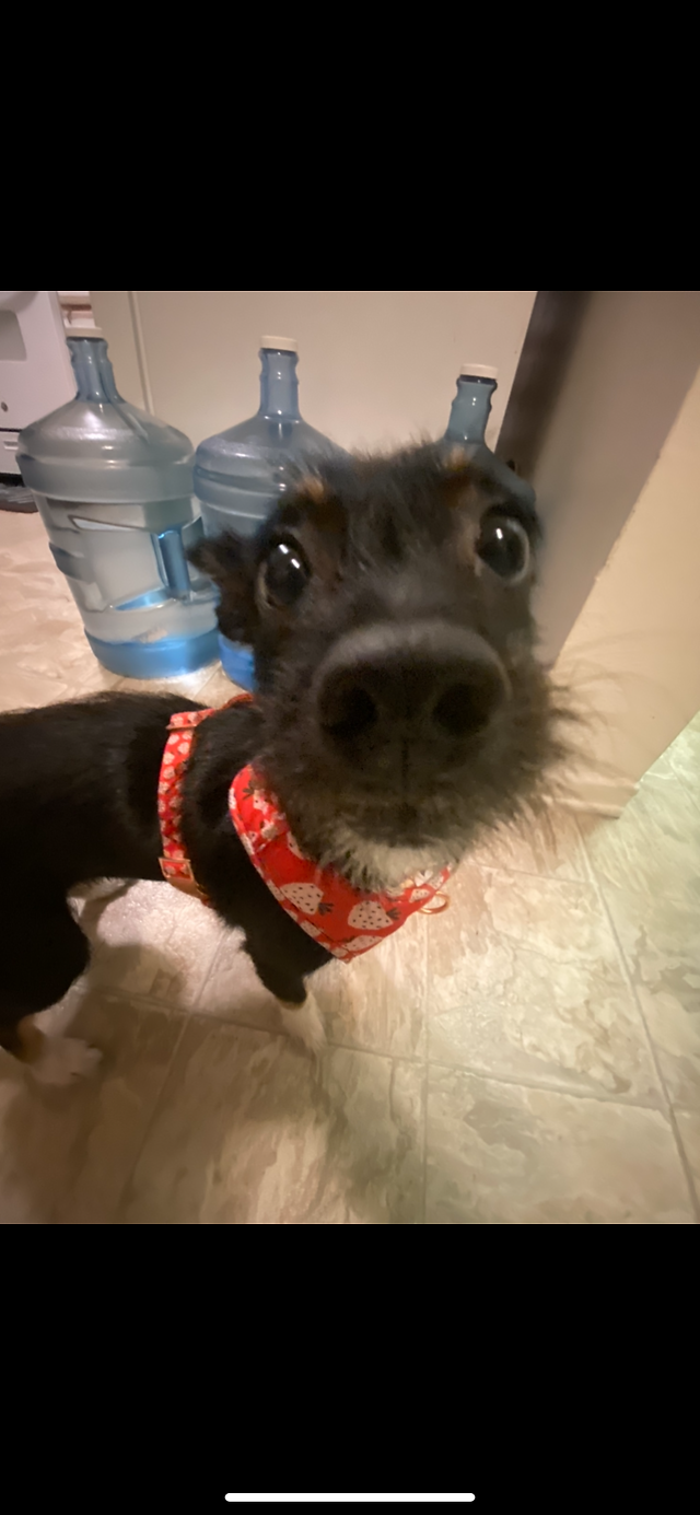 my brothers dog charley 