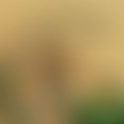 ส่องเหตุผล ทำไมเราถึงอยากโกง (ในบางครั้ง)