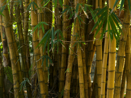 Bamboo - traditions and use in Grenada