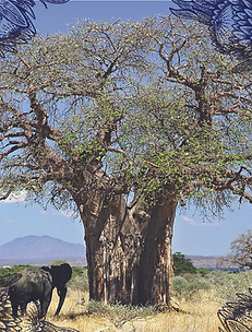 BAOBAB.jpg