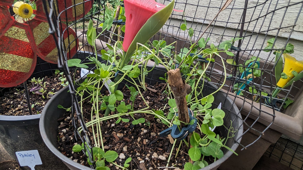 Gardening With Free Range Chickens