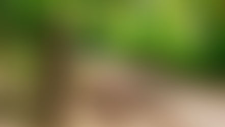 Waldgeisterweg in Oberotterbach