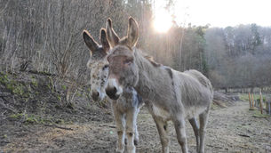 Abenteuer Eselwandern