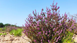 Mehlinger Heide mit Dampfnudelhof
