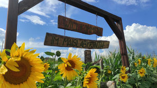 Finde die Minions im Maislabyrinth