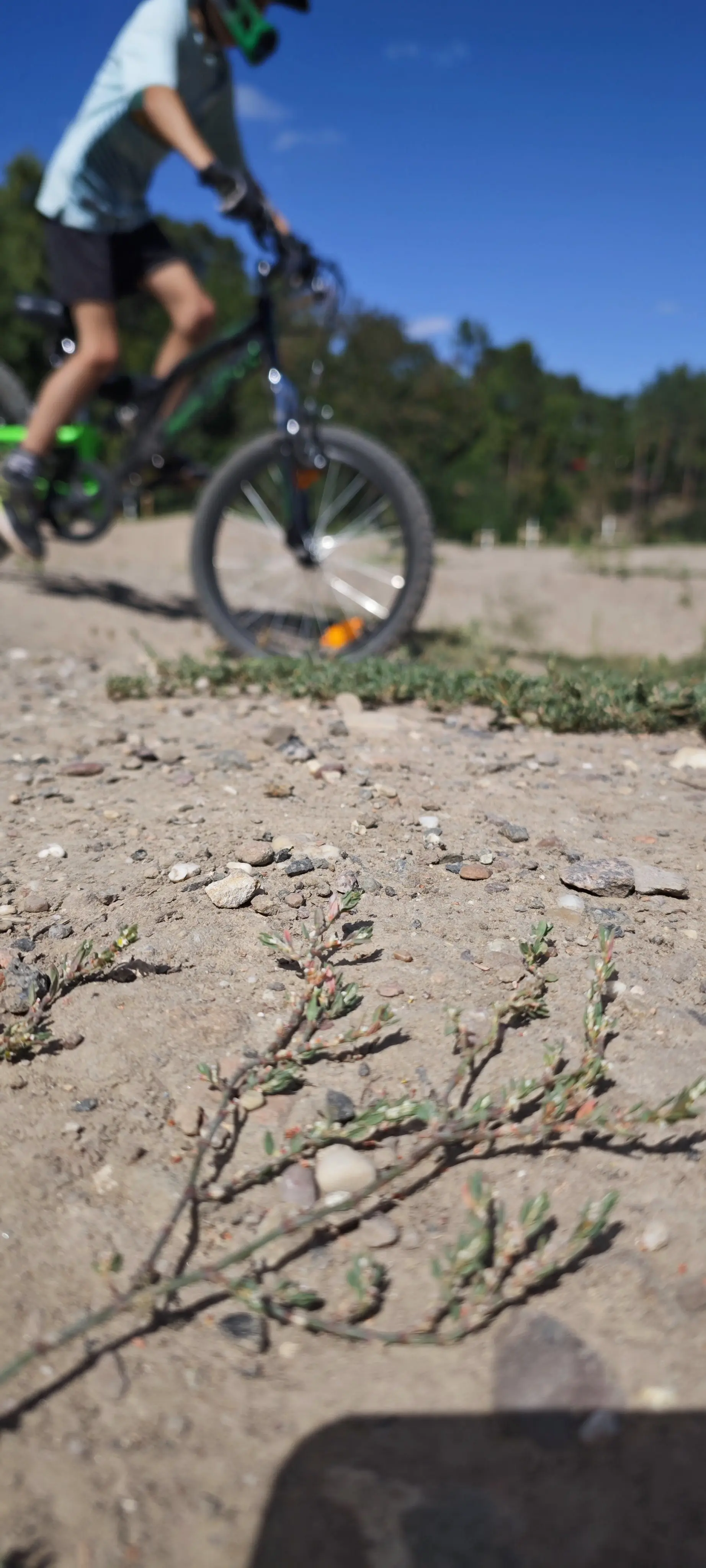 Kids auf dem Pumptrack