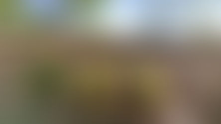 Die besten Kastanien-Sammelplätze