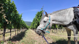 Ponywandern im Wingert