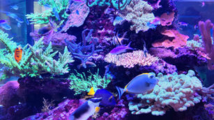 Naturkundemuseum in Karlsruhe