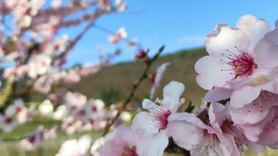 Mandelblüten-Lehrpfad in Gimmeldingen