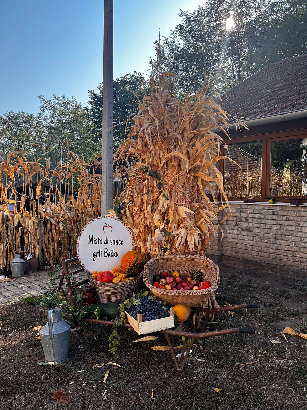 🍎 XVI. TAVANKUTSKI FESTIVAL VOĆA 🍏✨