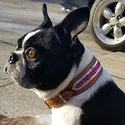 bling rhinestone crystal dog collar