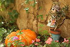 Garden Decorations