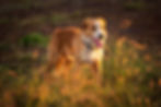 Working Border Collie RCR Chilli in a field at sunset