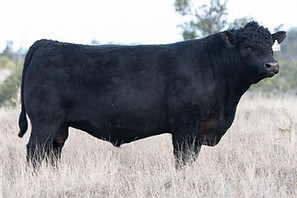 RCR-Angus-Semen-Stock