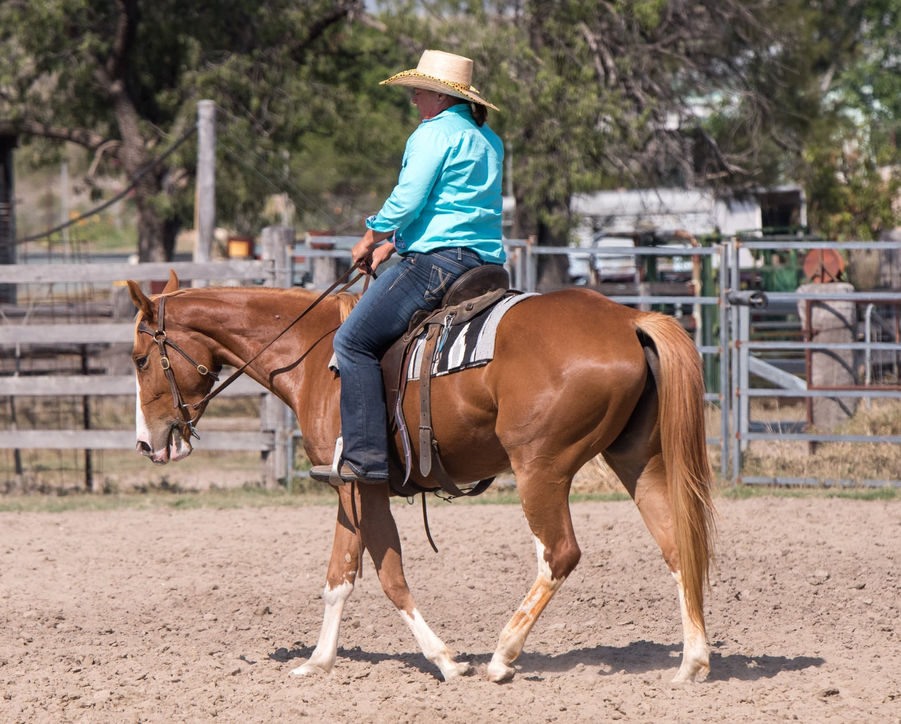 Colt being ridden at a breaking in clinic for working horses