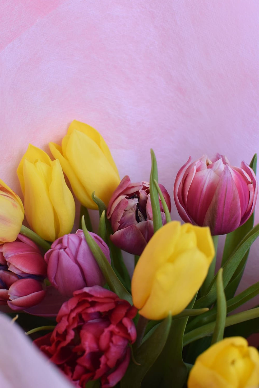 Colourful tulips against a light pink background