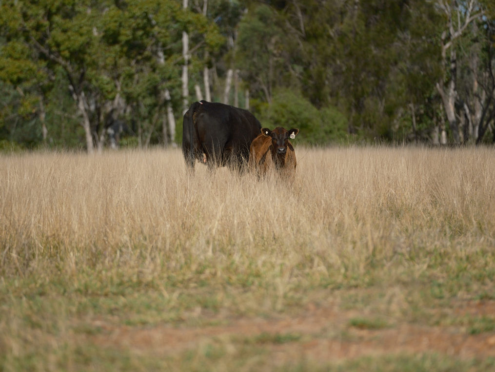 Angus cows in a field