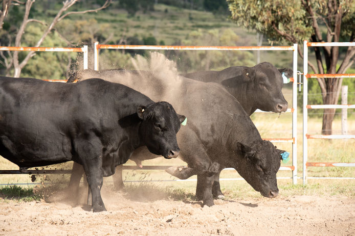 RCR Angus Bulls kicking dust into the air