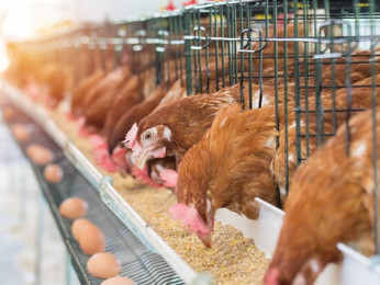 Breeder & Broiler Farm | Poultry Management