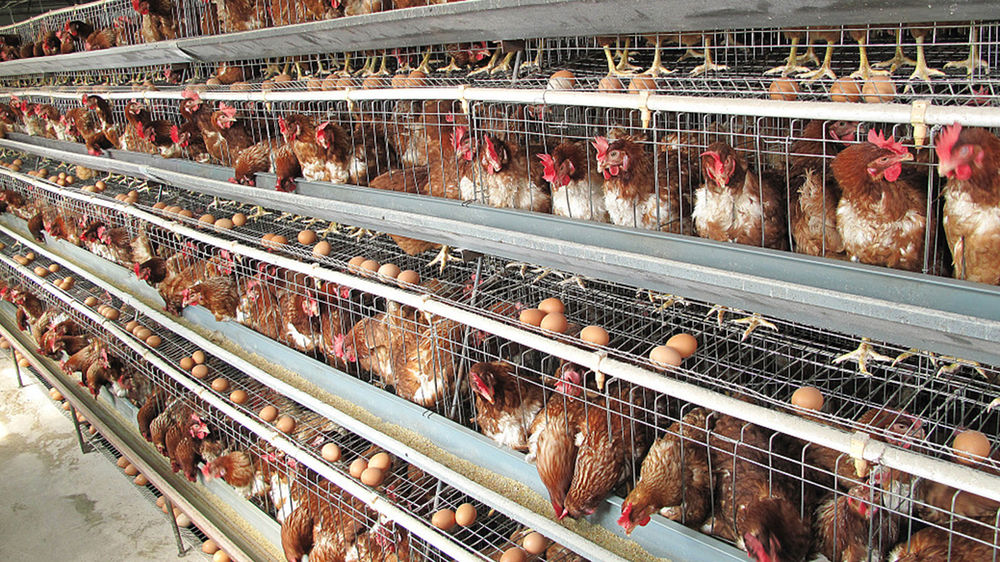 Cage Supplier Malaysia Livestock & Poultry Farm Equipment